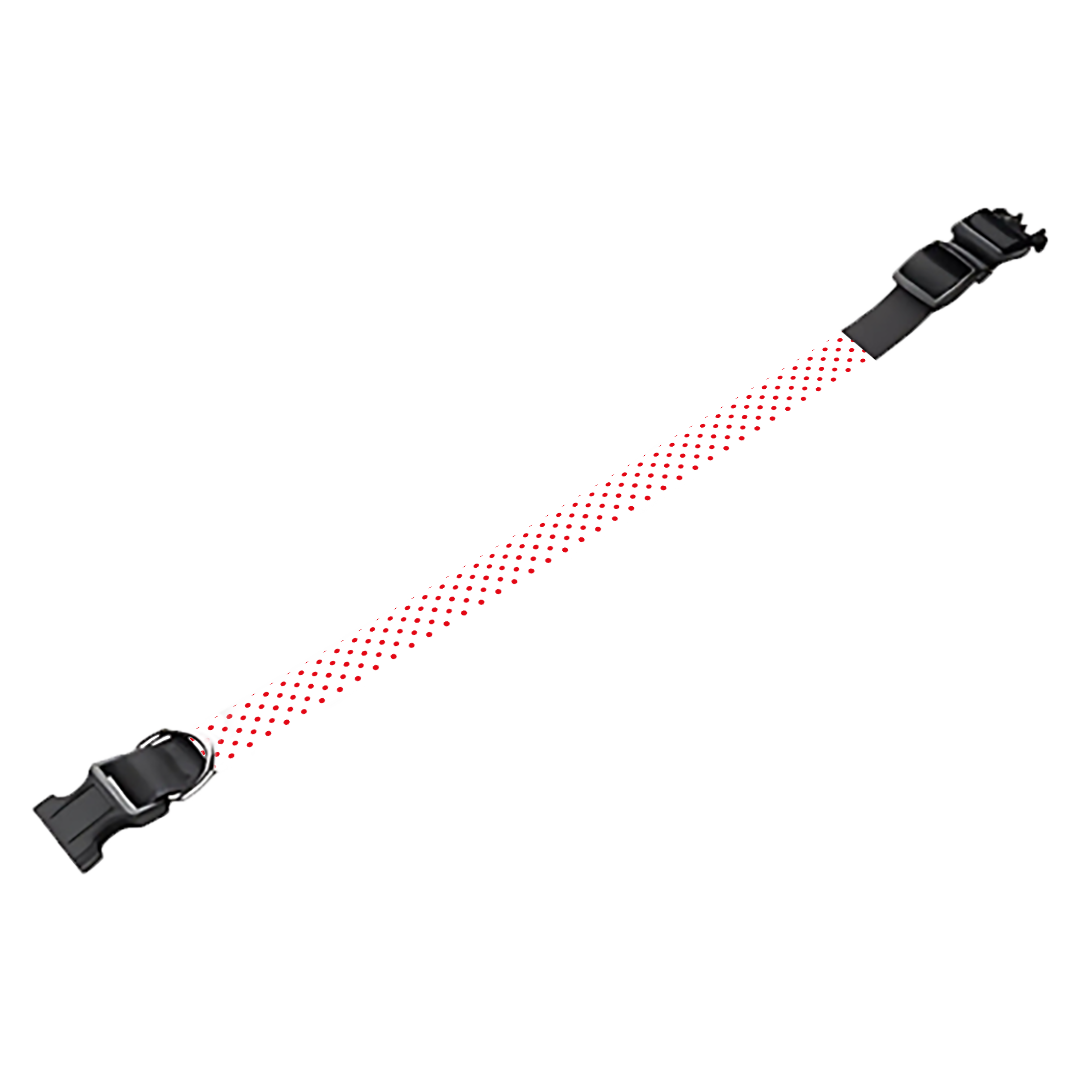 Collier pour chien Personnalisé