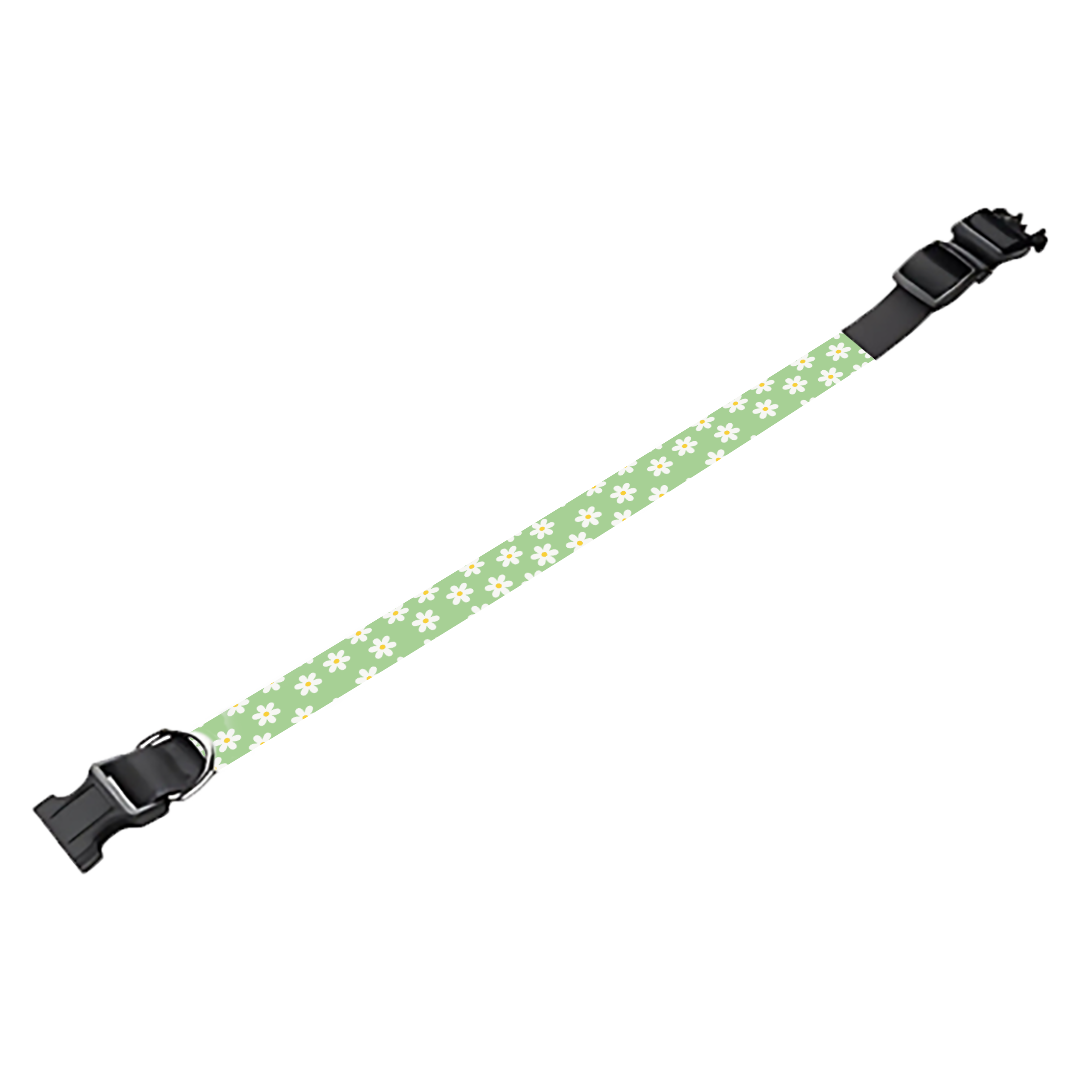 Collier pour chien Personnalisé