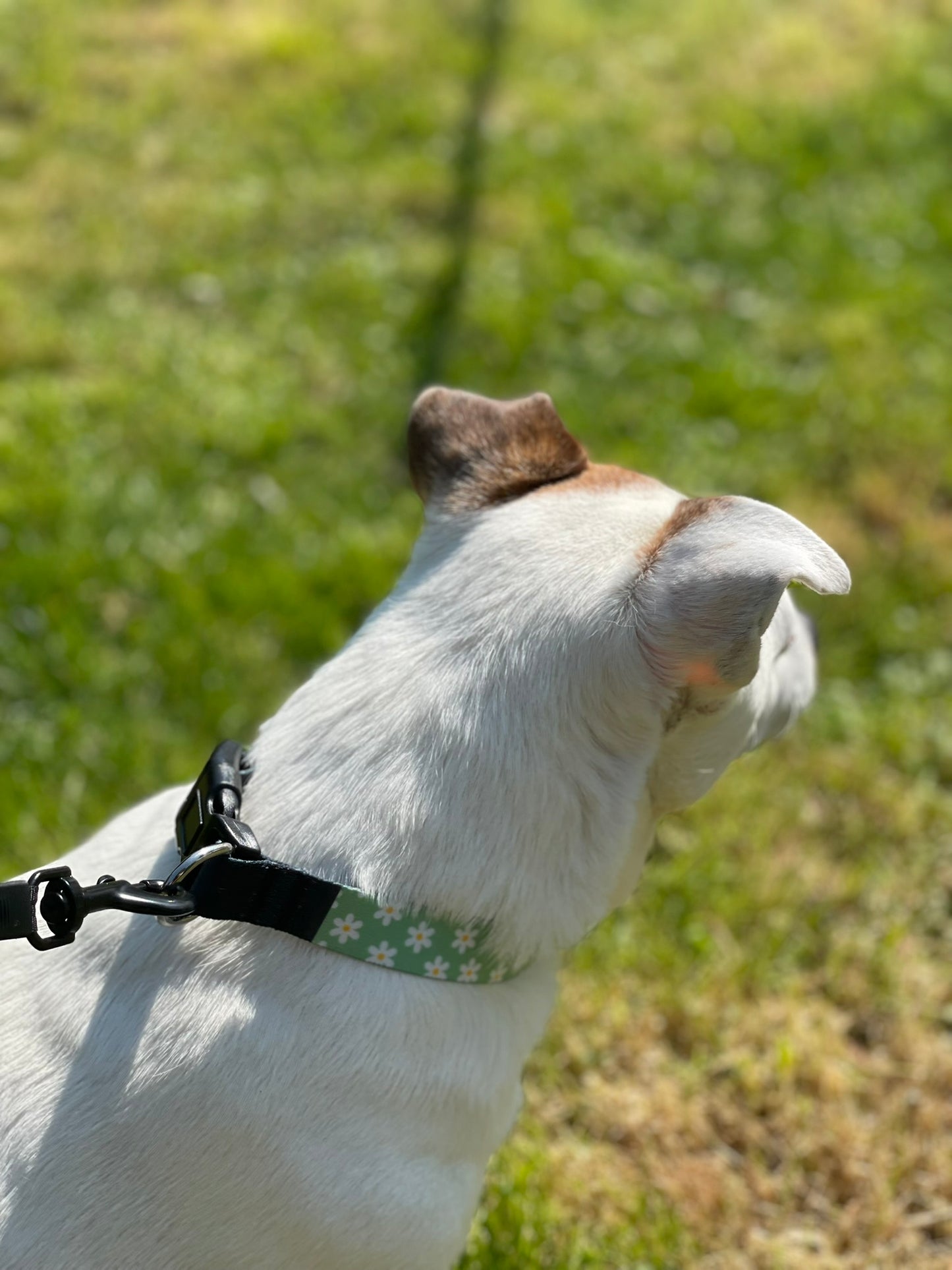 Collier pour chien Personnalisé